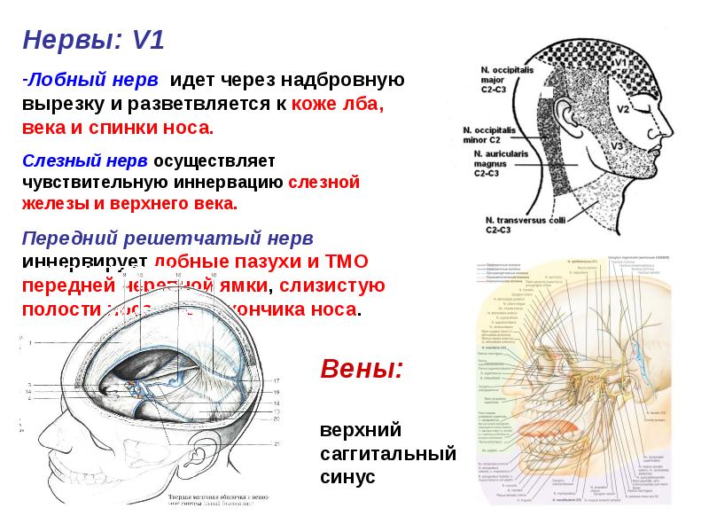 Лицевой нерв череп. Иннервация свода черепа. Иннервация лобной кости. Иннервация костей черепа. Иннервация лобная костей.