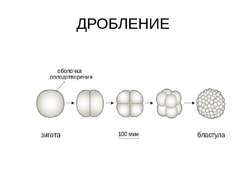 Схема развития зиготы