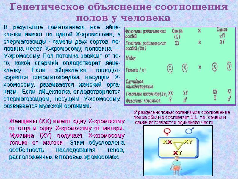 Сцепленное наследование с полом презентация 10 класс профильный уровень