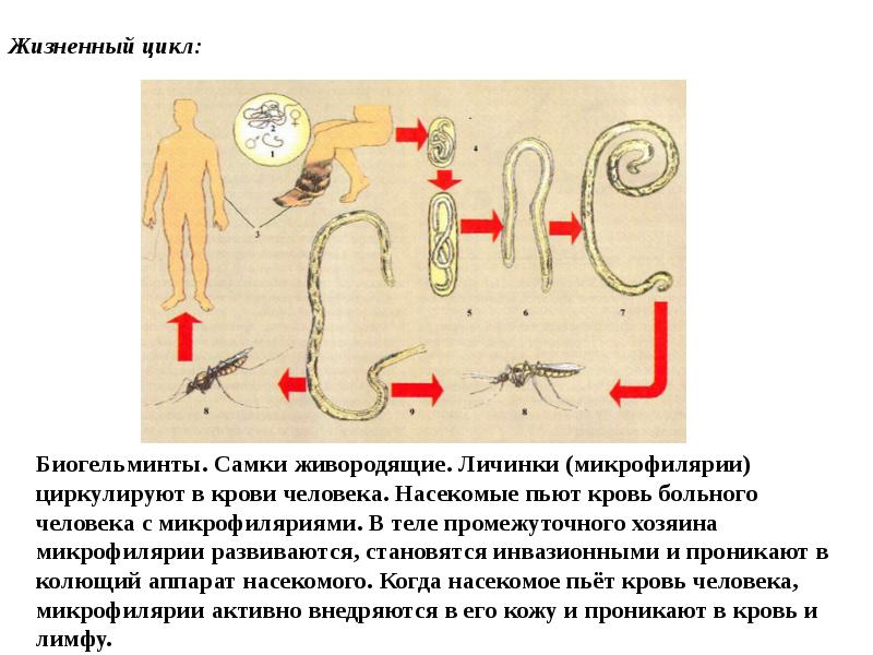 Жизненные циклы паразитов. Жизненный цикл биогельминтов. Стадия цикла развития гельминтов.