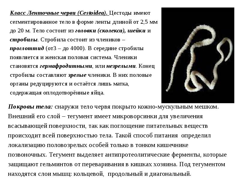 Жизнь ленточного червя. Тип плоские черви ленточные черви. Плоские ленточные черви биология 7 класс. Класс ленточные черви Тип.