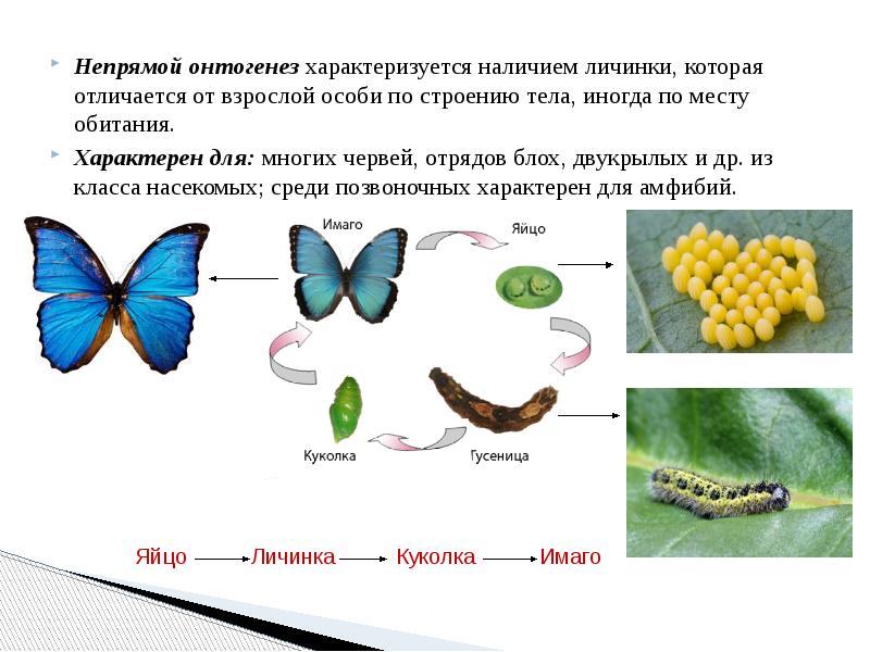 На рисунке изображены стрекозы в разный период онтогенеза