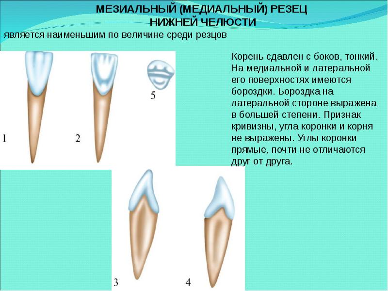 Анатомия зубов для стоматологов презентация