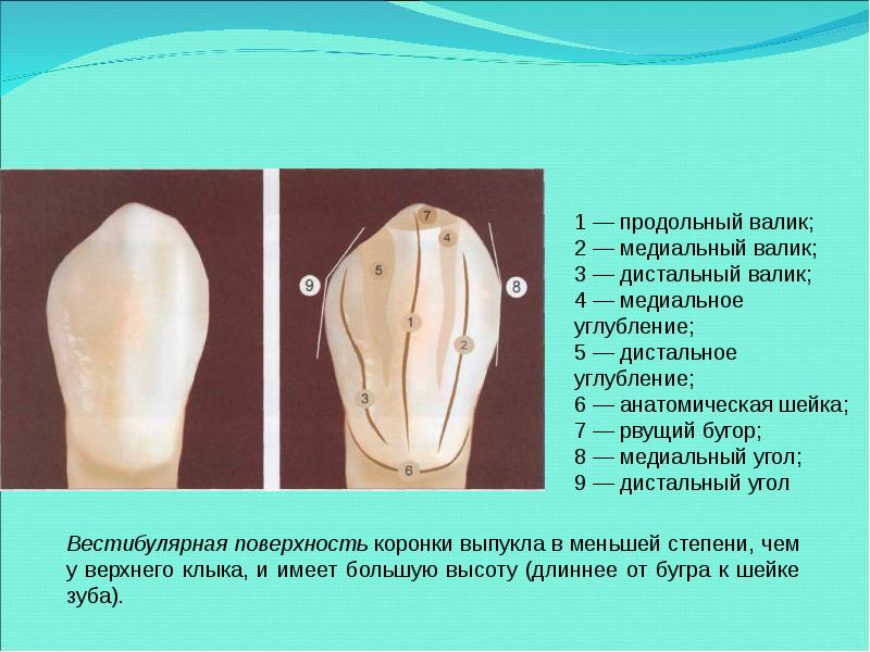 Анатомия зубов для стоматологов презентация