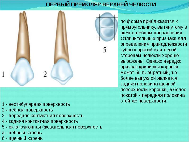 Анатомия зубов для стоматологов презентация