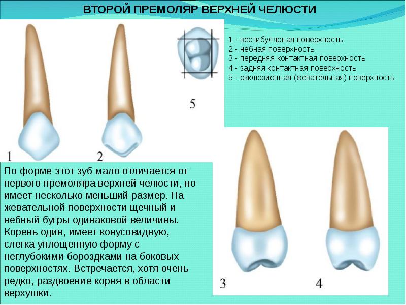 Анатомия зубов для стоматологов презентация