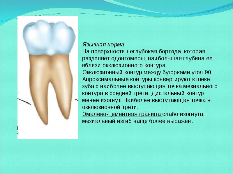 Презентация на тему анатомия зубов