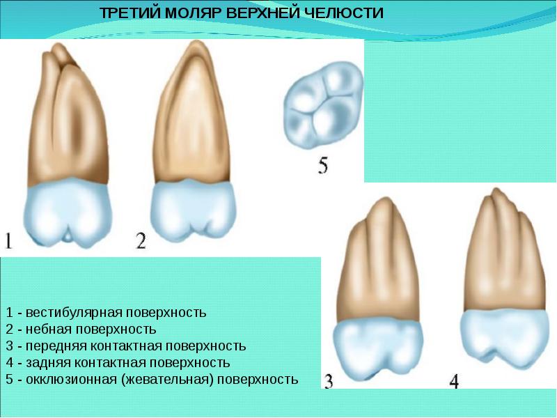 Презентация на тему анатомия зубов