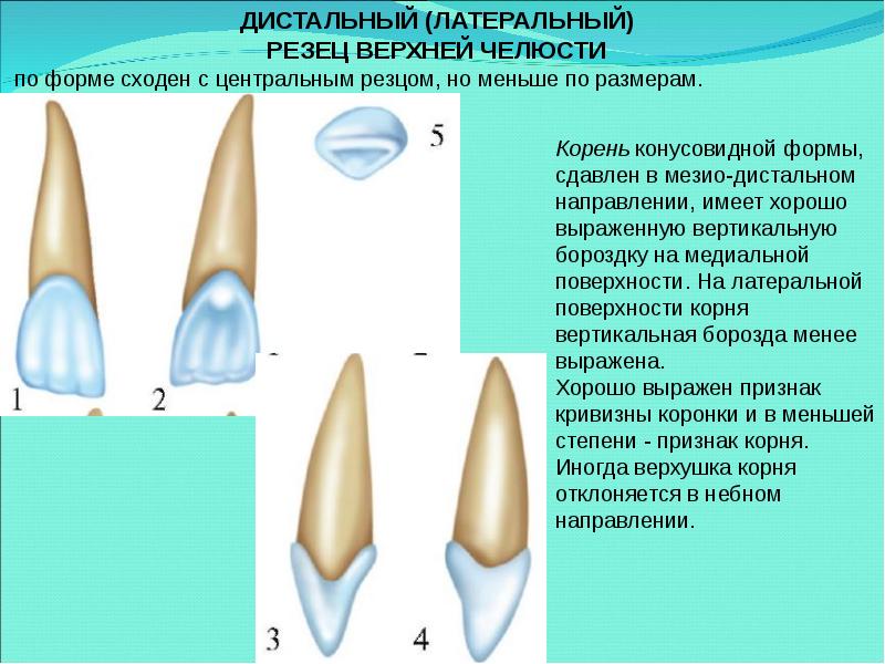 Анатомия зубов для стоматологов презентация