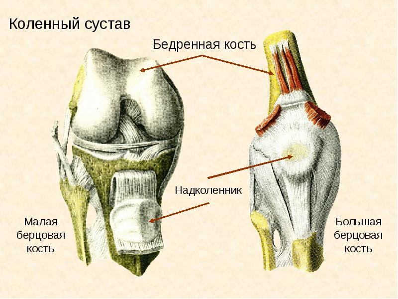 Презентация коленный сустав