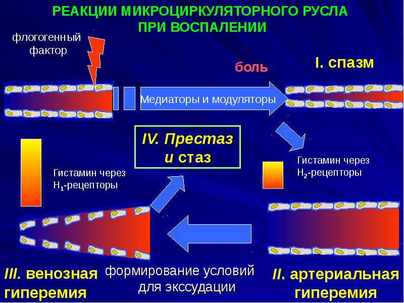 Какие процессы предшествуют экссудации см схему