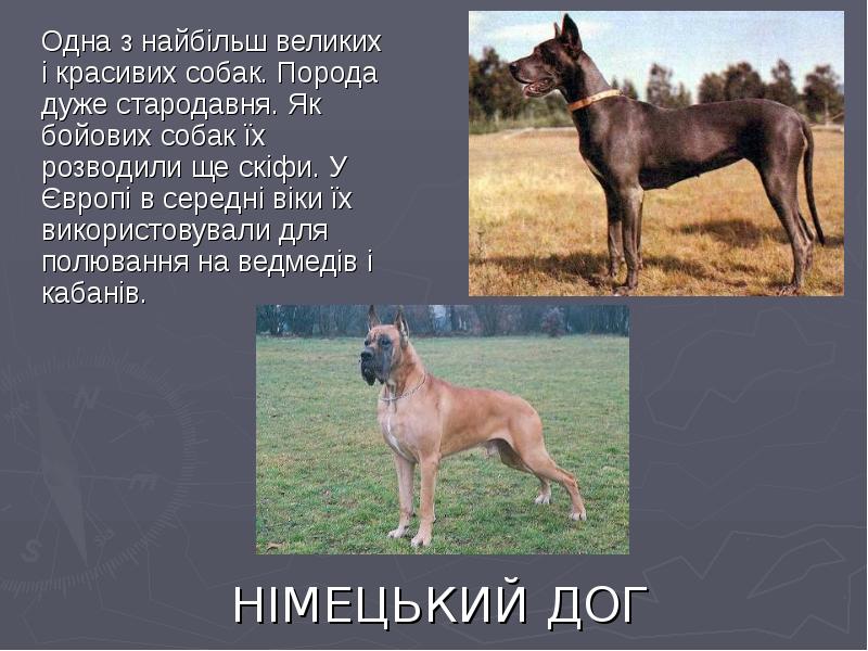 Рассмотрите фотографию собаки породы немецкий дог