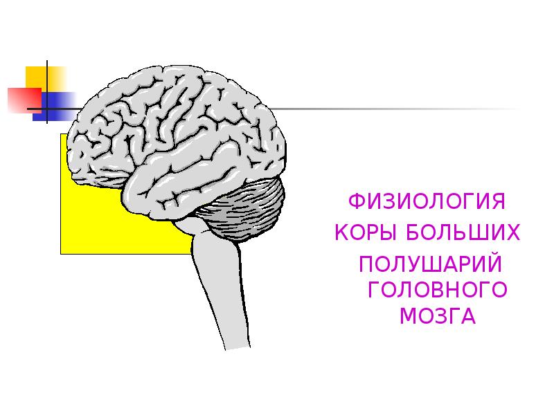 Физиология коры головного мозга презентация