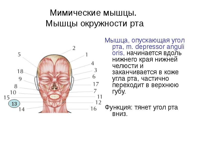 Мышцы лица элеваторы и депрессоры схема