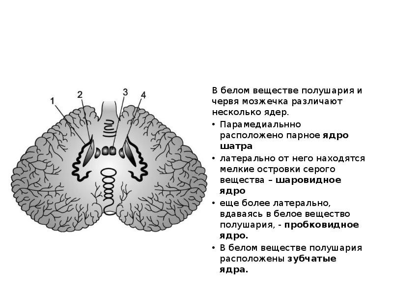 Мозжечке лежат