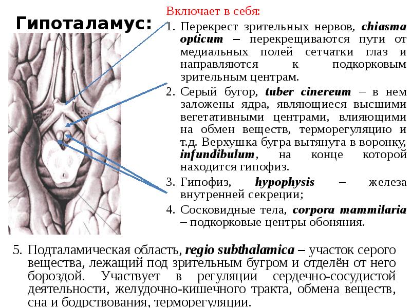 Где находится зрительный нерв. Зрительный Перекрест анатомия. Перекрест зрительного нерва. Зрительный Перекрест анатомия латынь. Зрительный Перекрест анатомия на препарате.