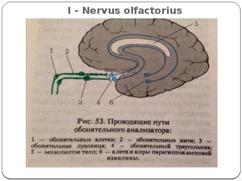 Схема обонятельных путей