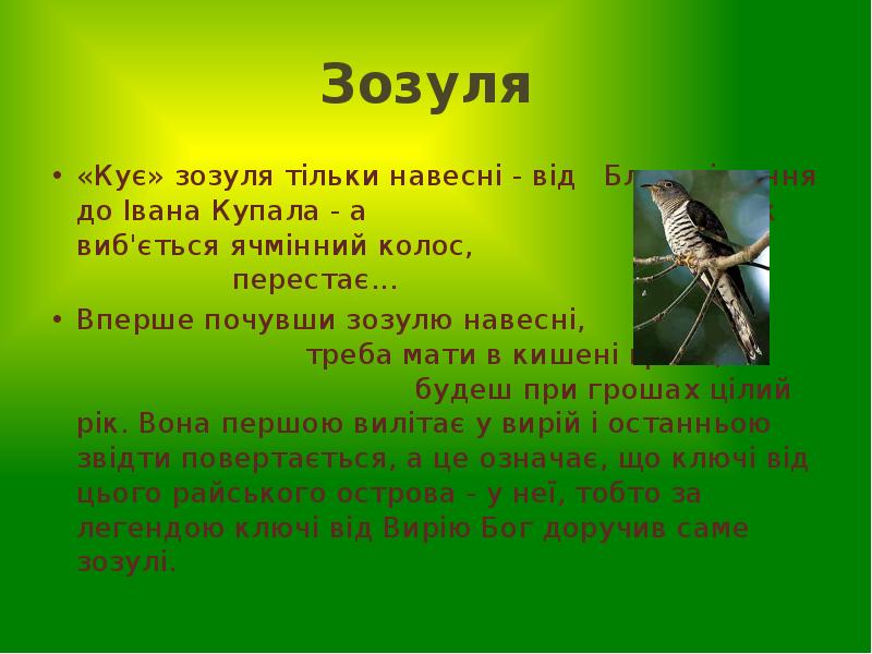 Зозуля
«Кує» зозуля тільки навесні - від Благовіщення до Зозуля
«Кує» зозуля тільки навесні - від Благовіщення до