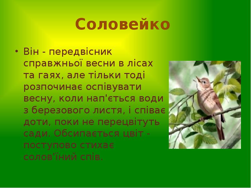 Соловейко
Він - передвісник справжньої весни в лісах та гаях, Соловейко
Він - передвісник справжньої весни в лісах та гаях,