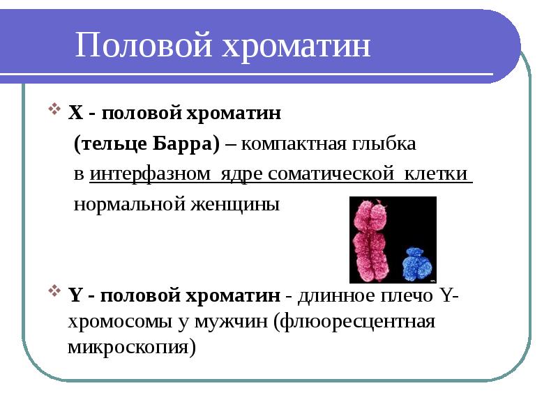 Методы изучения наследственности человека презентация 10 класс