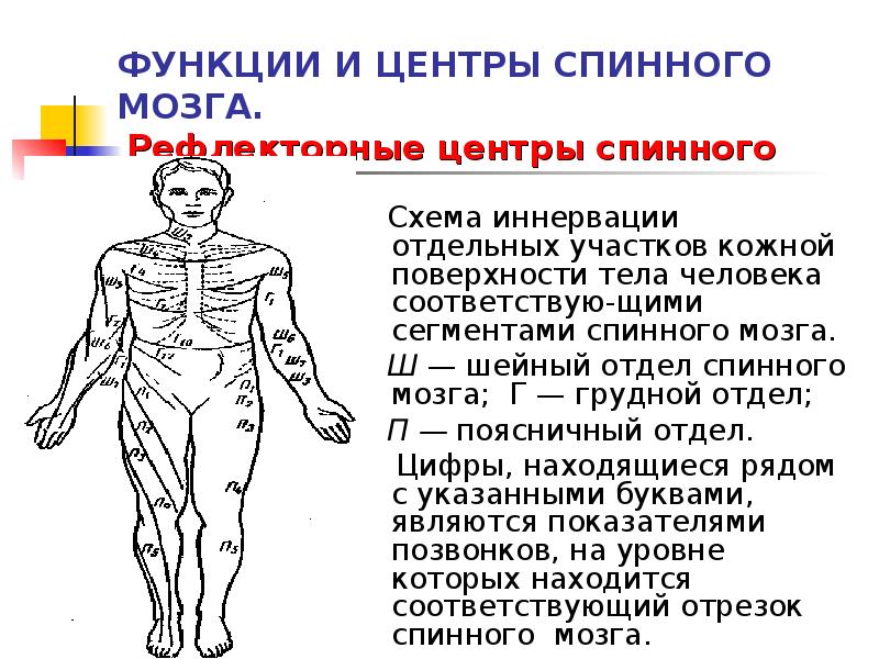 Поверхности тела человека. Рефлекторные центры спинного мозга. Схема иннервации тела сегментами спинного мозга. Шейный отдел спинного мозга иннервирует. Иннервация спинного мозга схема.