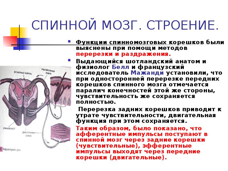 Двигательные и чувствительные корешки