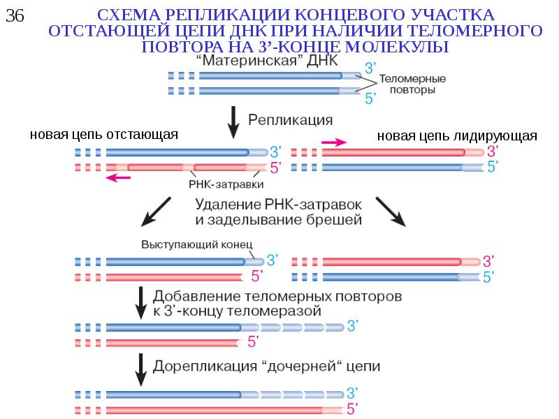 3 этапа репликации. Этапы репликации ДНК. Репликация концевых участков ДНК. Этапы процесса репликации. Этапы процесса репликации ДНК.