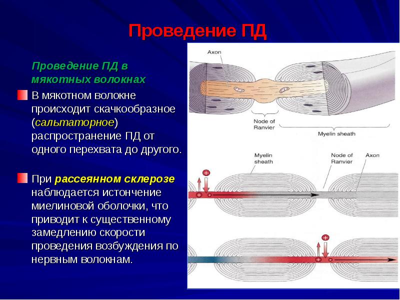 Проведение пд