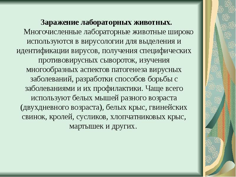 Лабораторные морские свинки. Заражение лабораторных животных. Исследования на мышах. Ветеринар ратолог. Лабораторные морские свинки.
