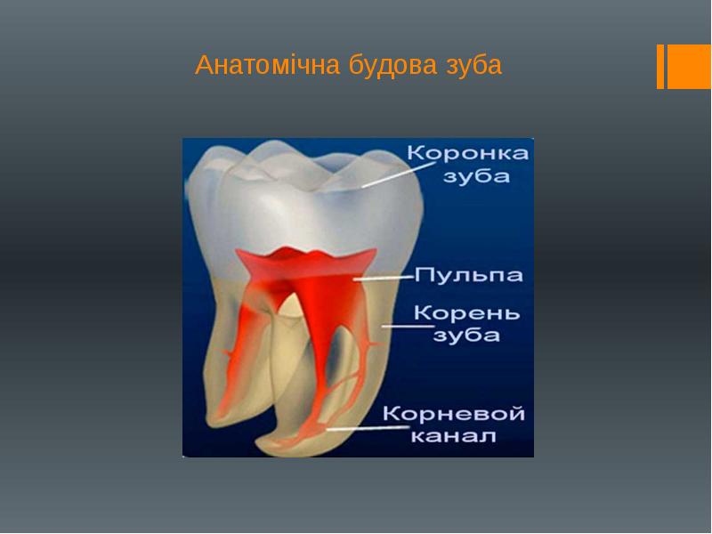 Зубной нерв строение зуба картинки