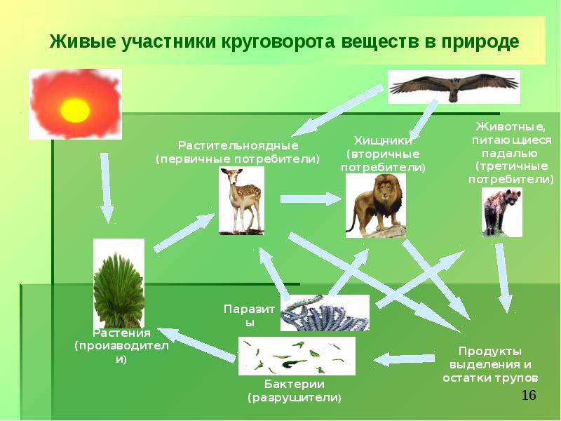 Завершите схему допишите участников круговорота веществ в природном сообществе стрелками укажите