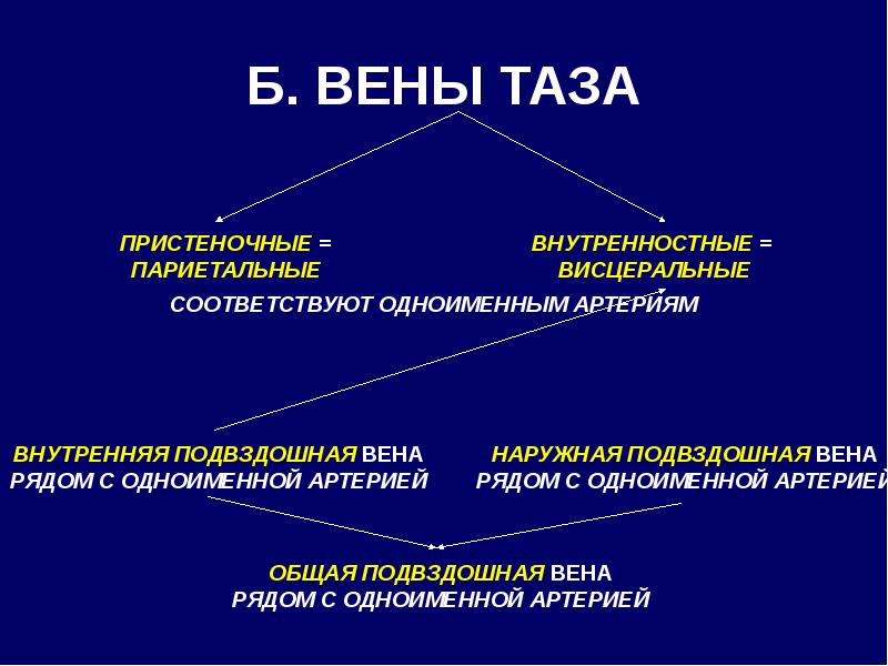 Вены стенок и органов полости таза перечислить их особенности ход и стоки