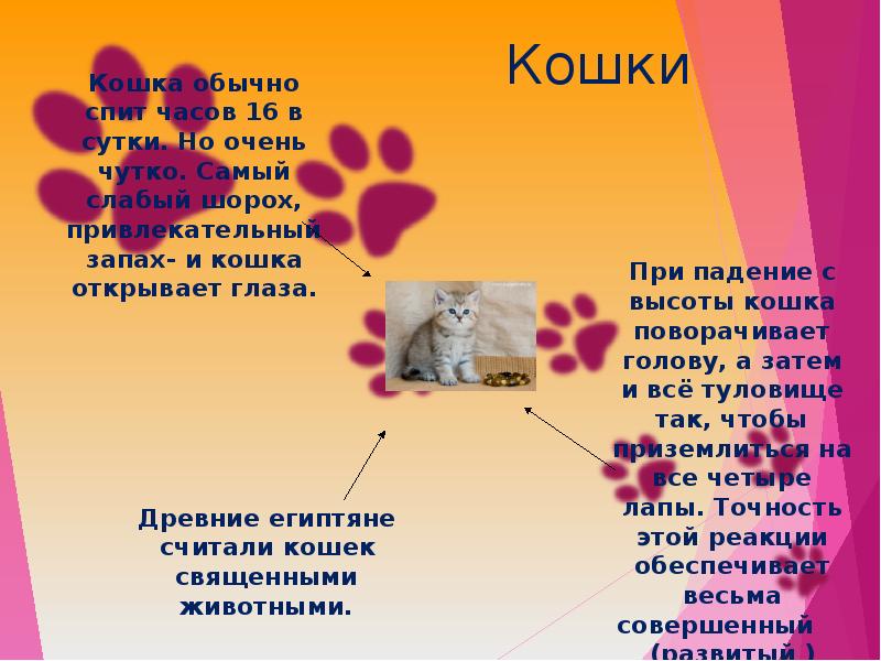 Кошки презентация 7 класс