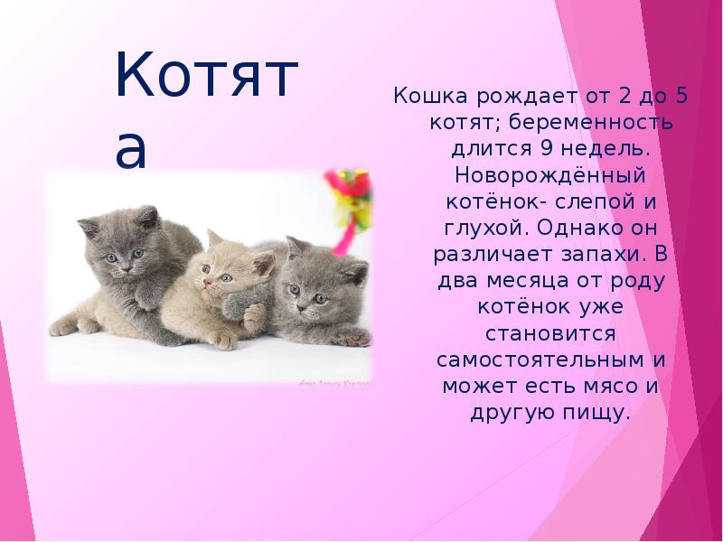 Презентация кошки 2 класс. Презентация про кошек. Котята для презентации. Семейство кошачьих презентация. Презентация о кошках для детей.