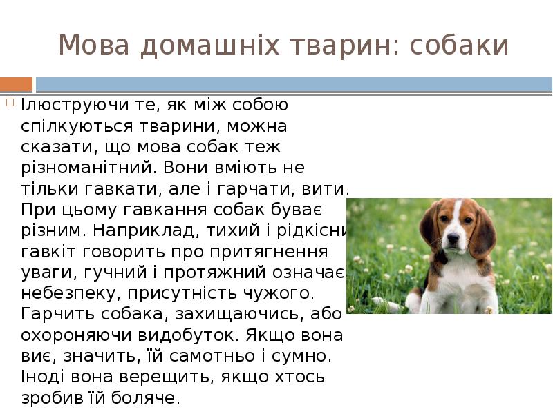 Мова домашніх тварин: собаки
Ілюструючи те, як між собою спілкуються тварини, Мова домашніх тварин: собаки
Ілюструючи те, як між собою спілкуються тварини,