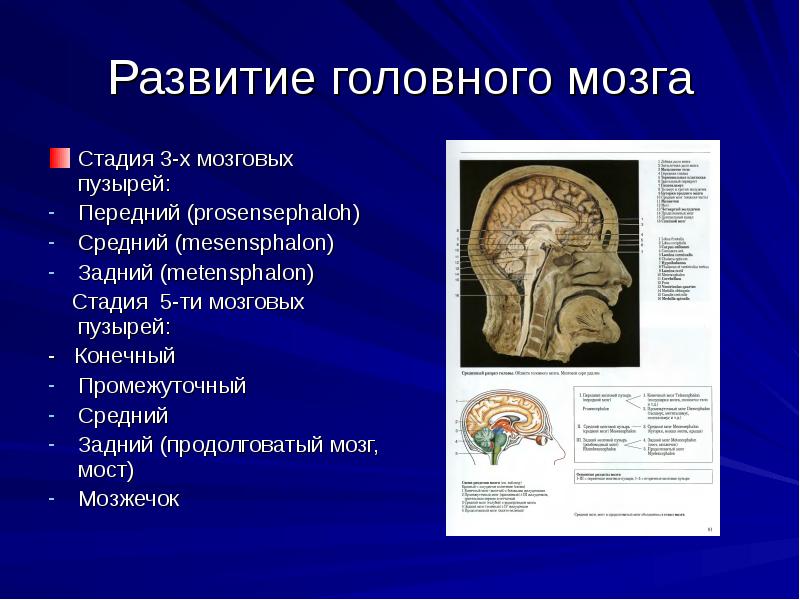 Степени головного мозга