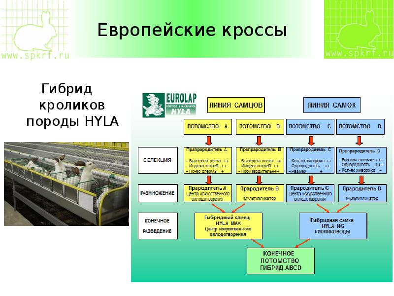 Линия породы. Технология разведения кроликов и основные документы и материалы. Создание высокопродуктивных пород, типов, линий, кроссов и гибридов;. Индекс гибрида кросса.