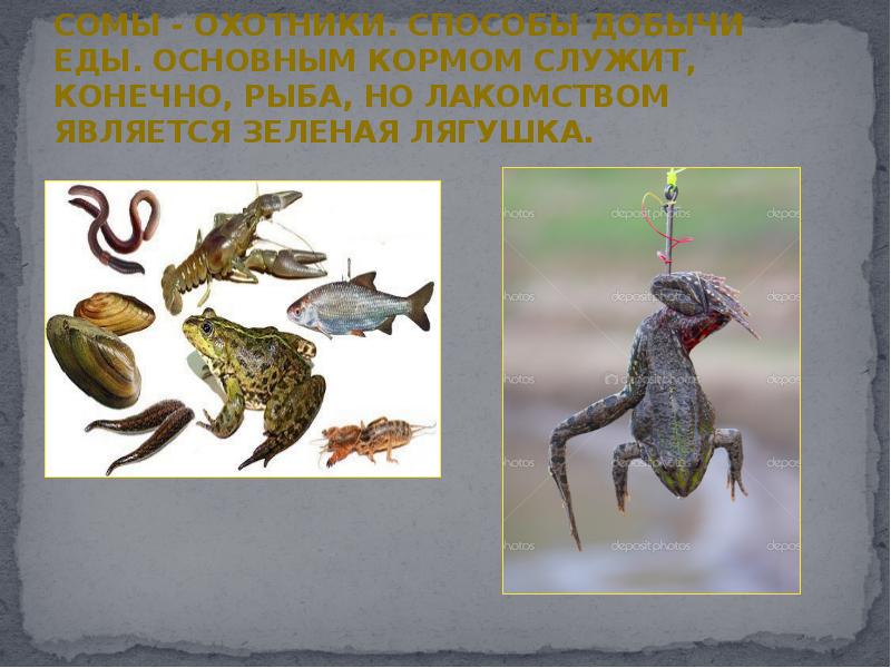 Способ добывания пищи у рыб. Рыбы питаются. Способ добывания пищи у рыб. Что помогает акуле добывать пищу. Рыба пила презентация.