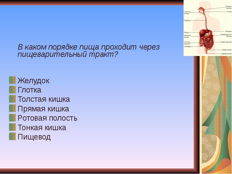 Пиша не проходит. В каком порядке пища проходит через пищеварительный тракт?. Последовательность прохождения пищи по пищеварительному тракту. Аком порядке пища проходит через пищеварительный тракт. Последовательность пища проходит по органам пищеварения.