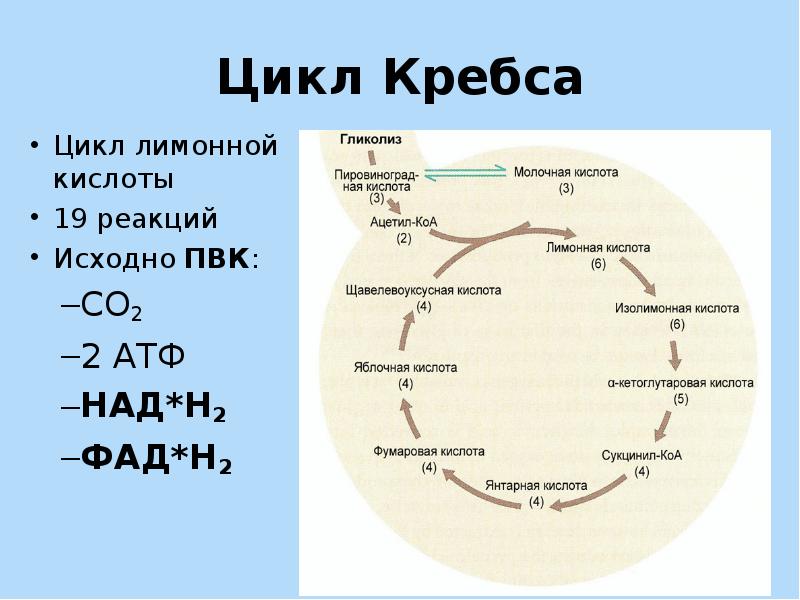 Цикл кребса это простыми словами