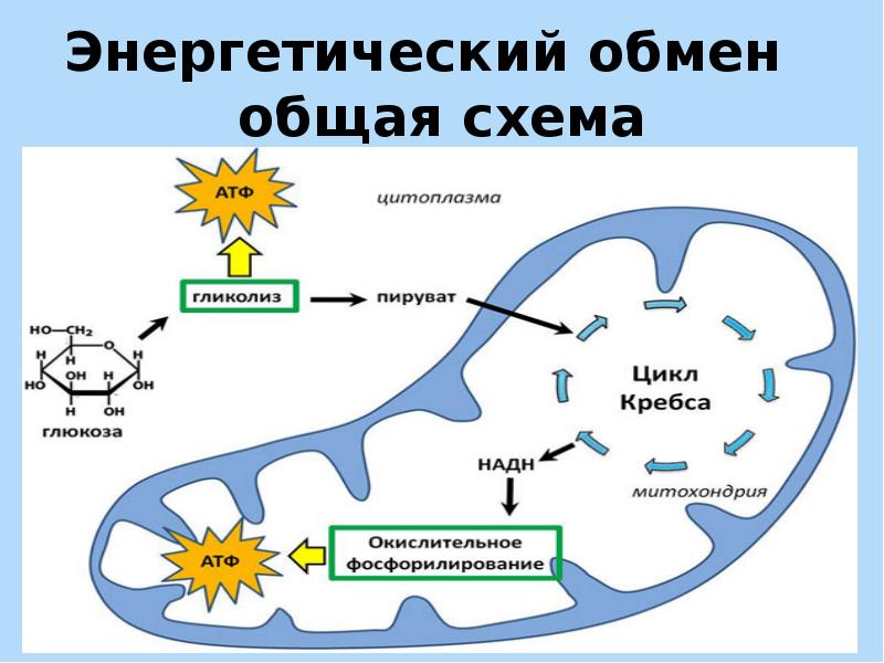 Обмен энергии схема