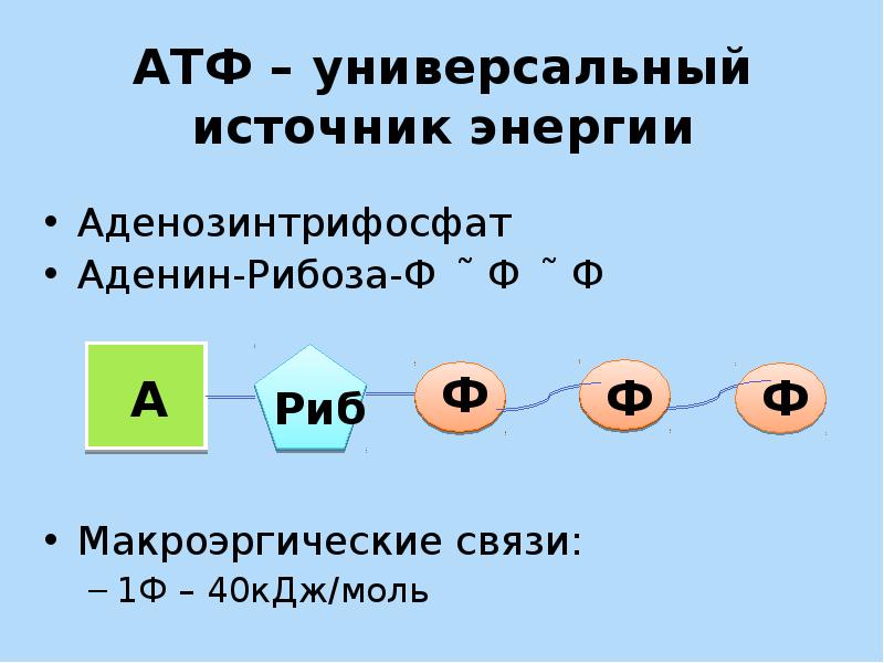 Презентация 10 класс атф и другие органические соединения клетки