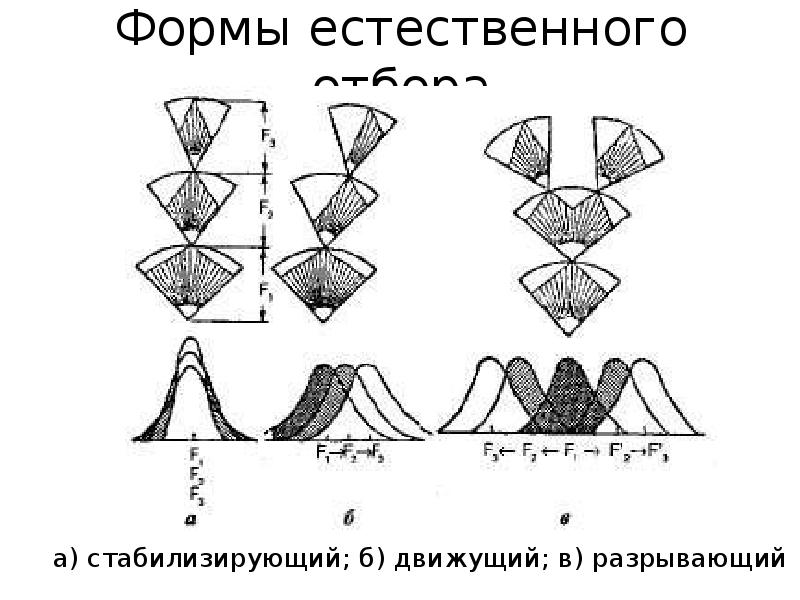 Стабилизирующий отбор схема