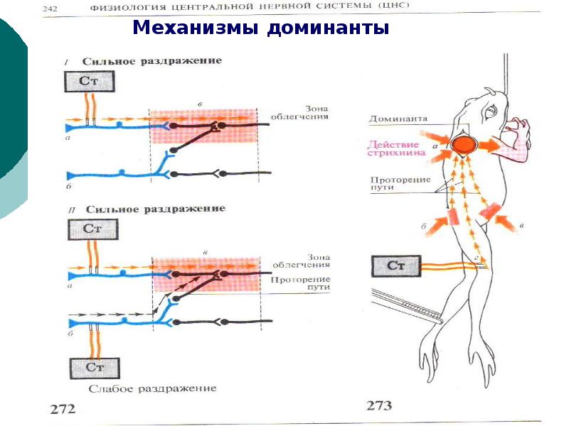 Нормальная физиология. Принцип Доминанты физиология. Принцип Доминанты Ухтомского физиология. Принцип Доминанты физиология схема. Принцип Доминанты физиология ЦНС.