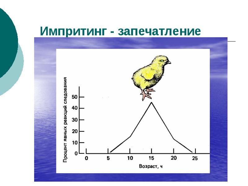 Запечатление. Импритинг («запечатление»на ранних этапах онтогенеза).. Импритинг ВНД. Как изобразить запечатление.