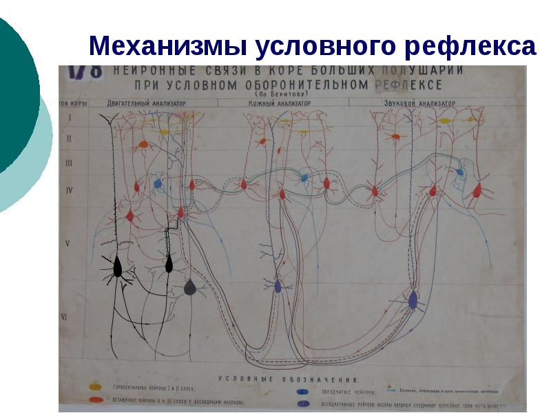 Механизм образования условного