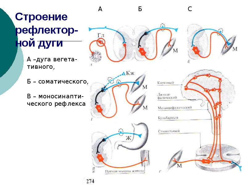 Рефлекс чихания схема