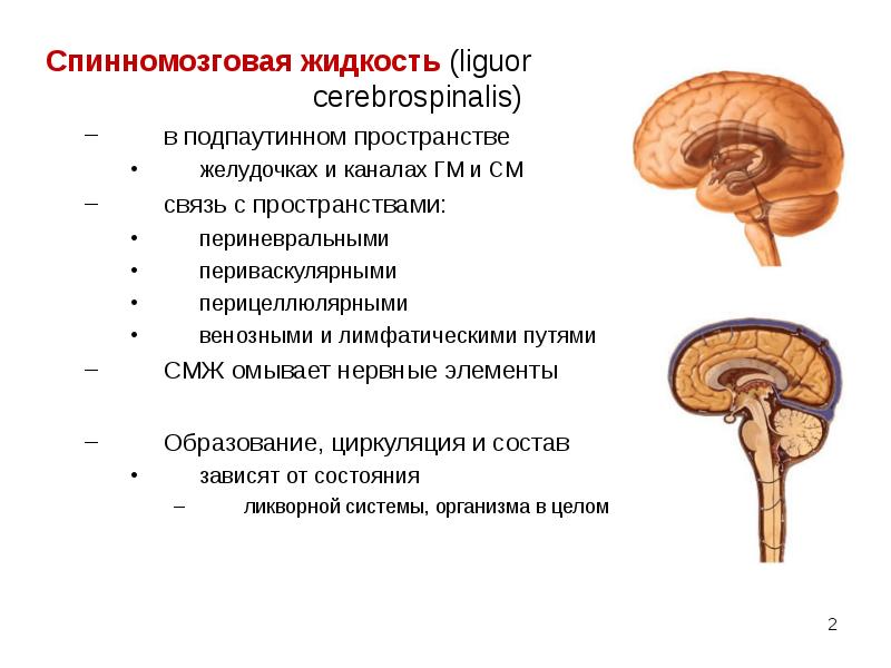 Спинномозговая жидкость презентация