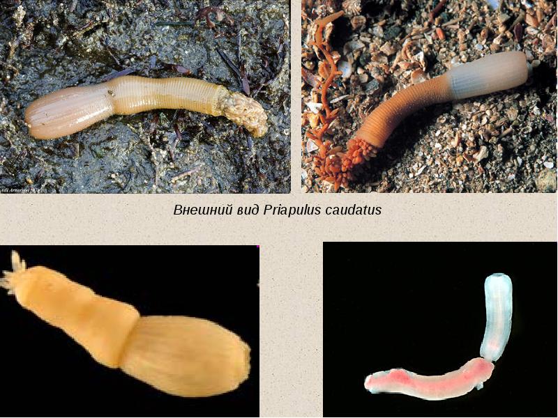 Разнообразие членов. Морские черви приапулиды. Головохоботные черви приапулиды.