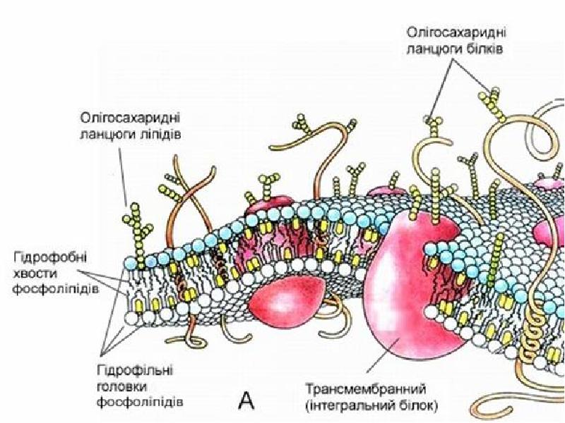 Плазматическая мембрана выполняет. Трансмембранний протеїн.